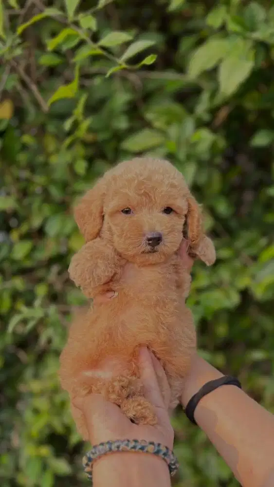 TINY POODLE MALE