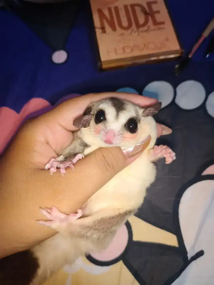 Sugar glider white Face