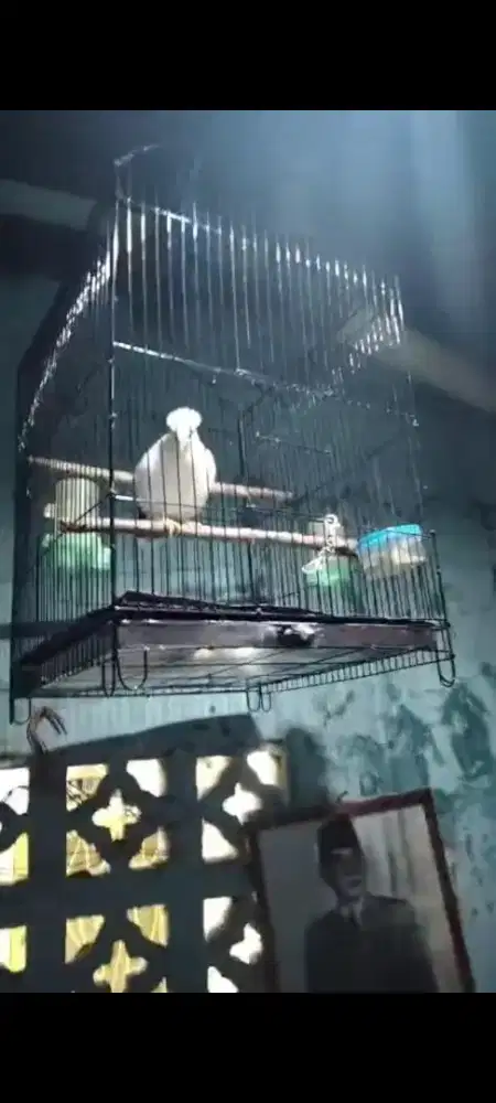 Burung Jalak gacor kaki deker body gede jantan mulus lumayan jinak