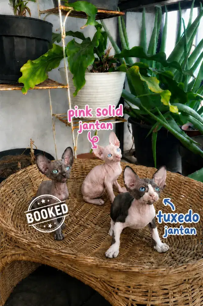 Open booking kitten sphynx
