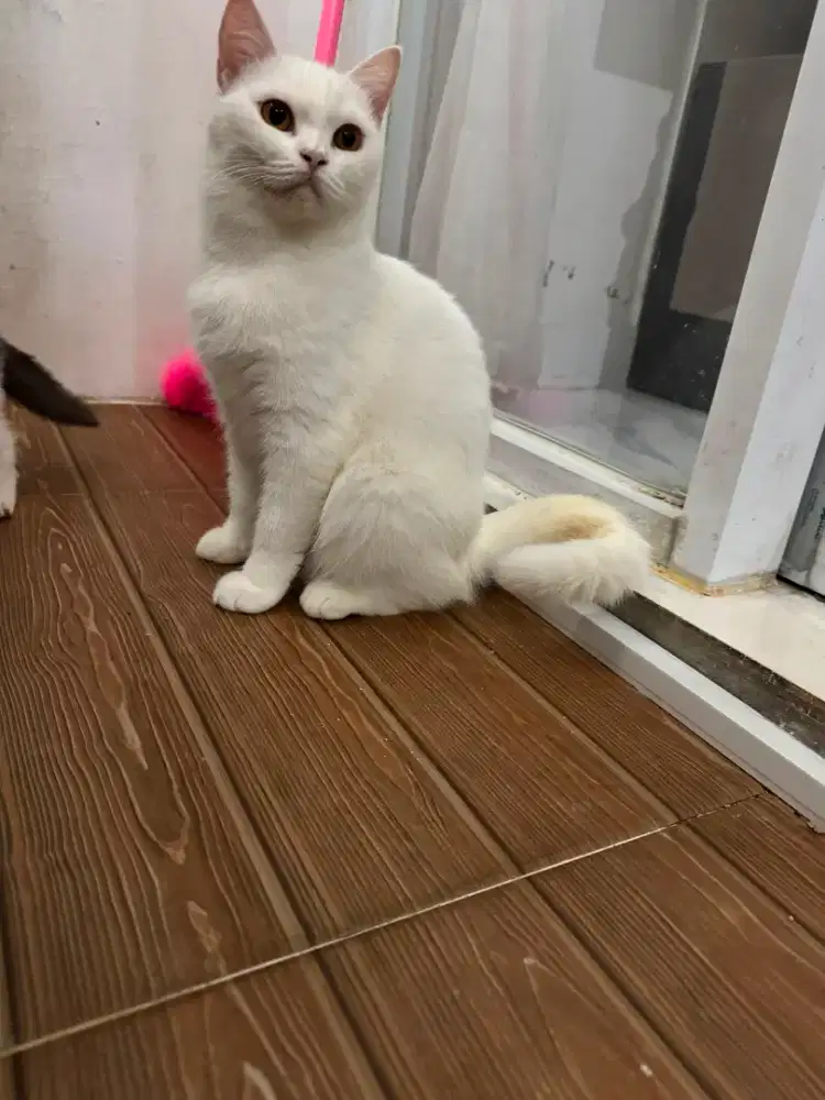 Kucing BSH Betina