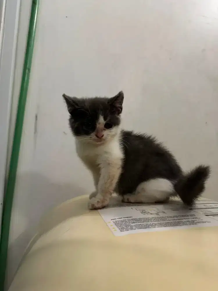 Kucing British bicolour