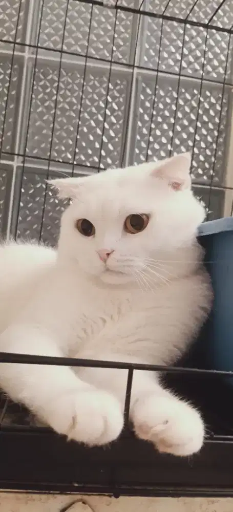 Scottish fold Pejantan Putih