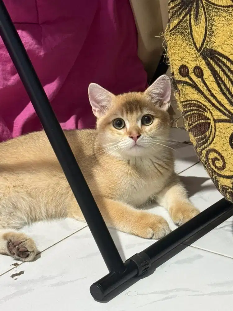 BSH / BRITISH SHORTHAIR GOLDEN / JANTAN