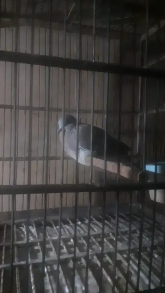 Burung derkuku klantan jinak gacor