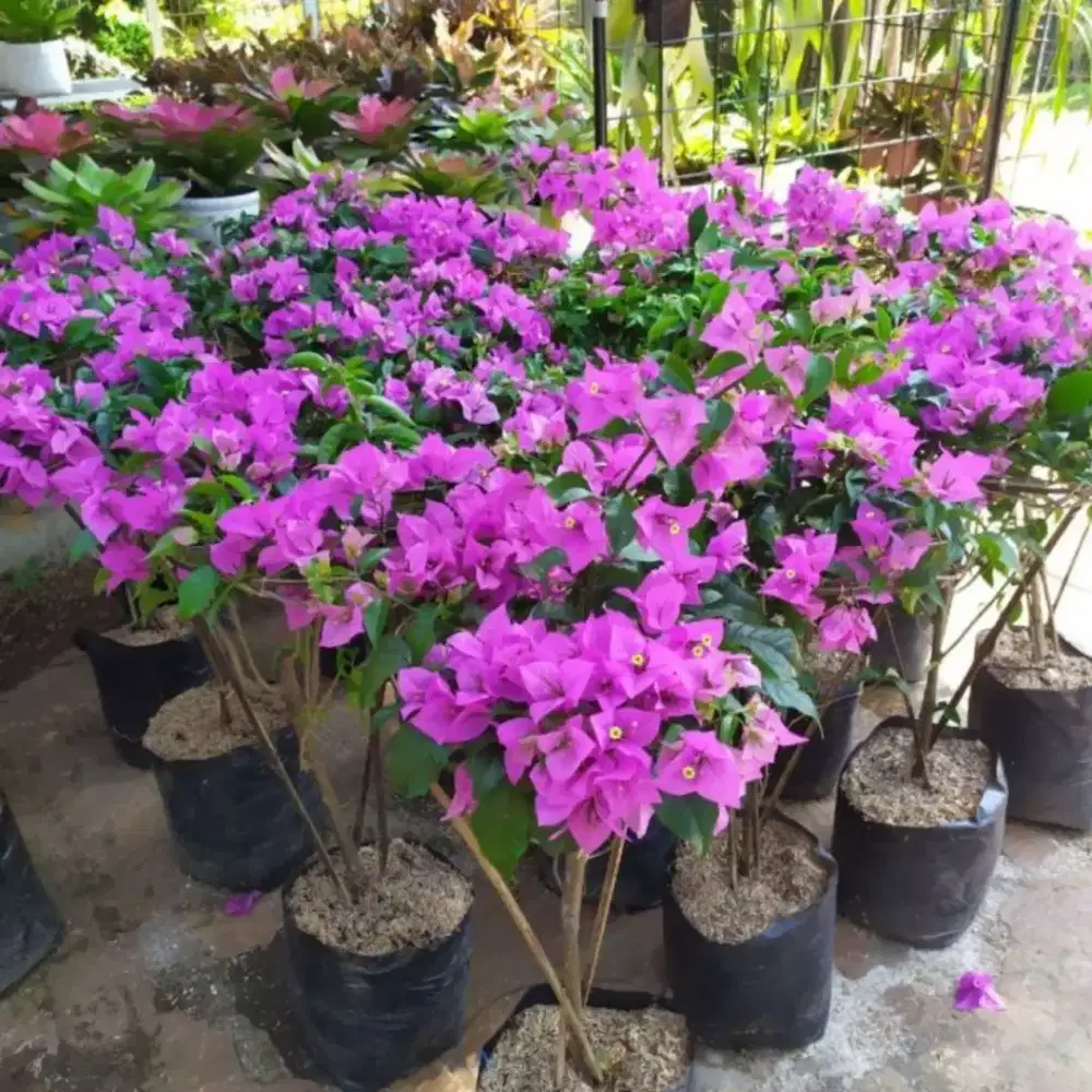 Bunga Bugenvil Mikro Ungu Micro ungu Batang Ori an, Tanaman Hias