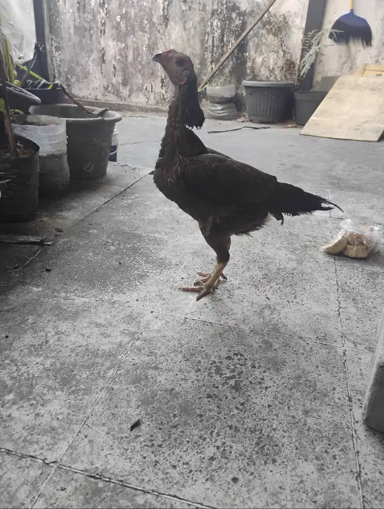 Dijual ayam kampung betina
