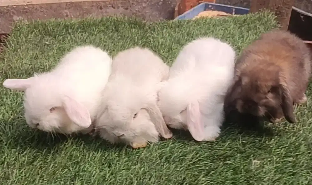 Kelinci Holland lop junior 2 bln lebih