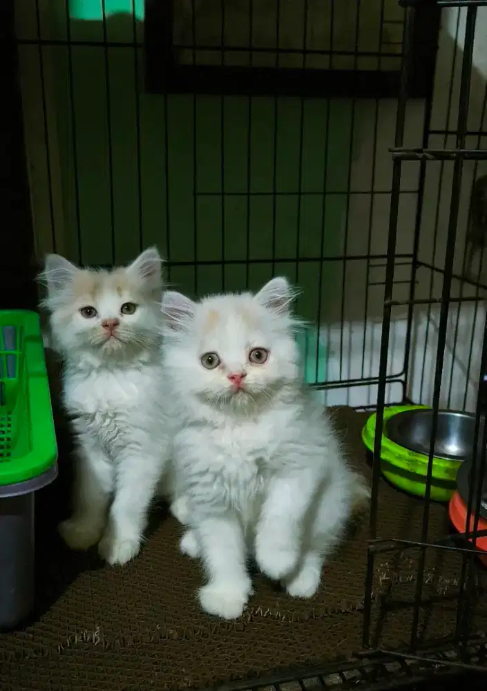 kucing kitten persia