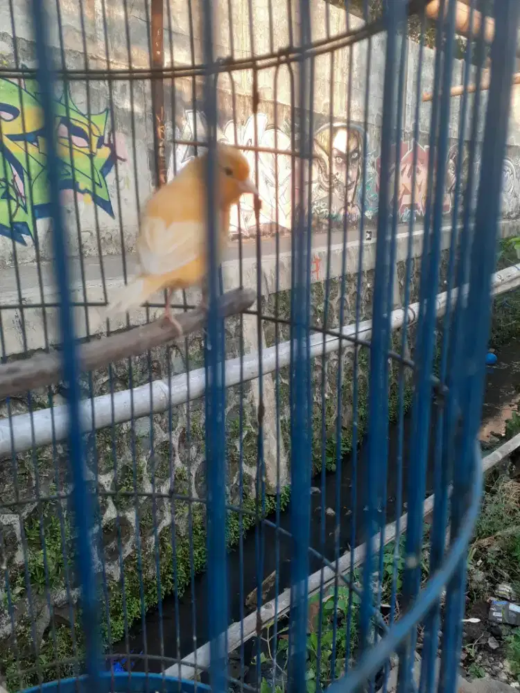 Juàl burung kenari warna oren paud ngiriwik fulset