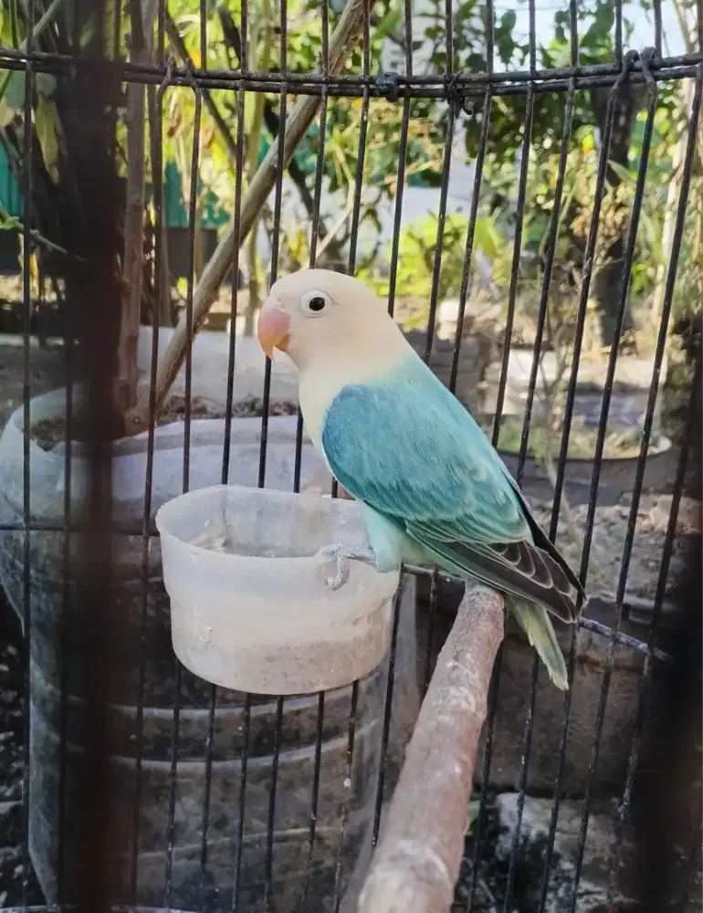 Biola Aqua blue2/pf sable cluink