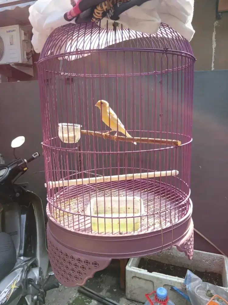Burung kenari gacoran