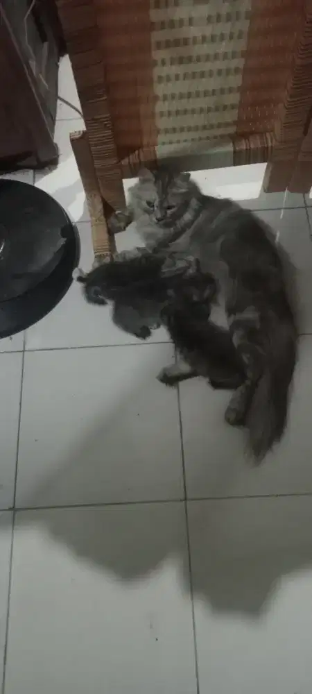 Kitten Persia mix dom sepasang