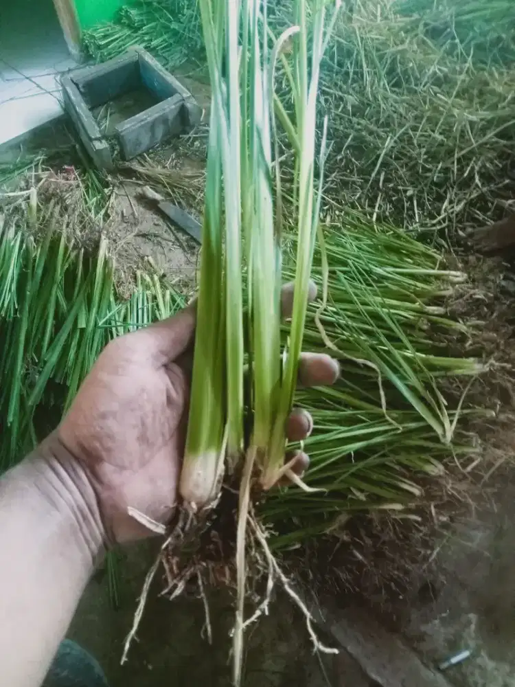 Rumput vetiver Promo pembibit Rp.500