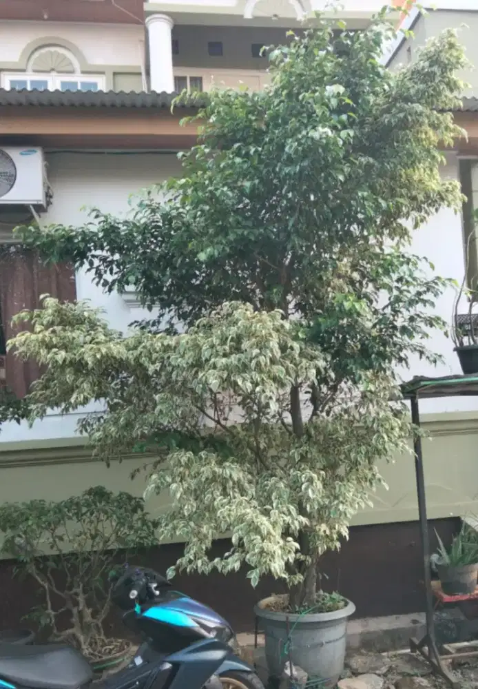 Pohon Beringin Vatigata Tinggi 4 Meter