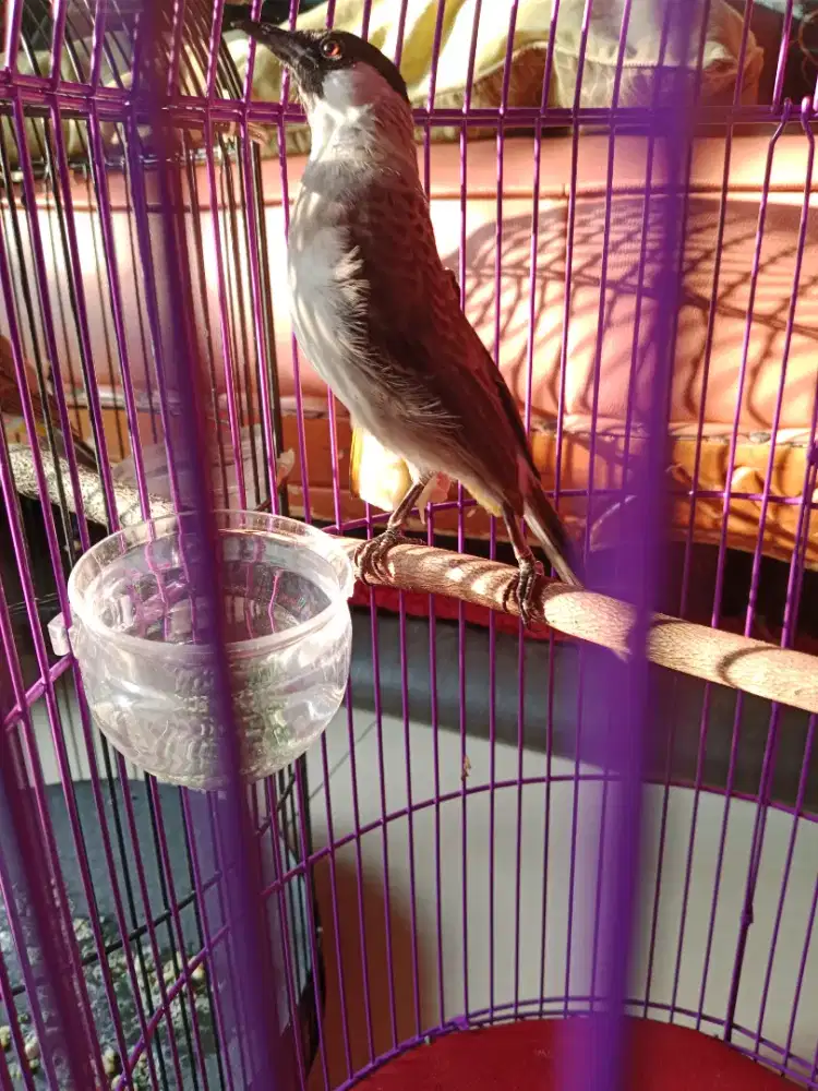 Burung kutilang