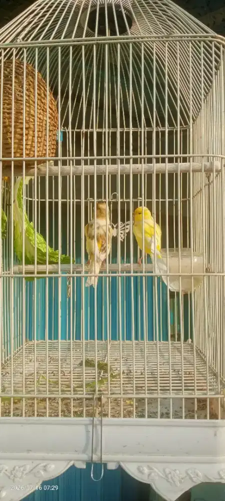 Di jual sepasang burung kenari