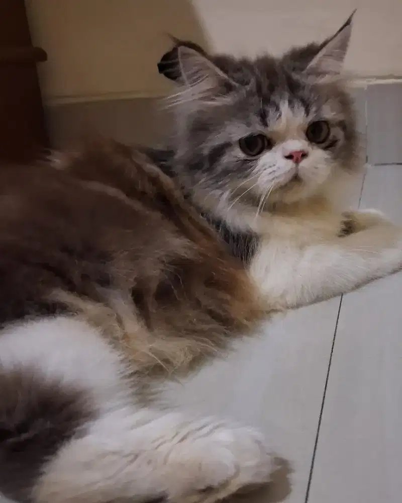 Lepas Adop Kucing Persia