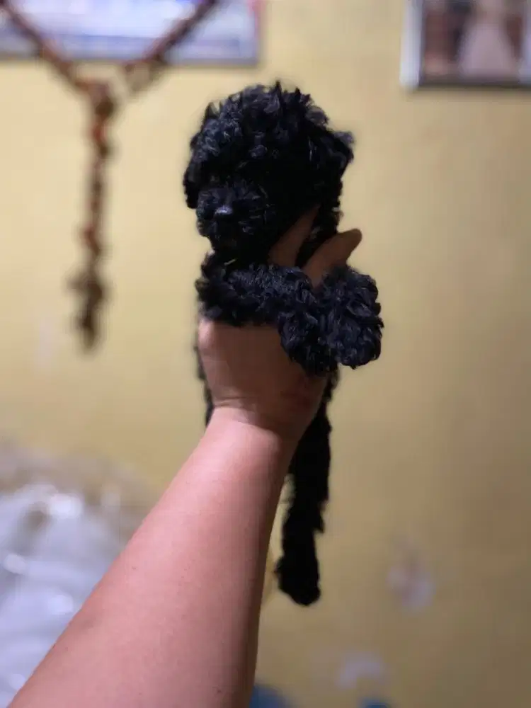 Toy poodle non stb