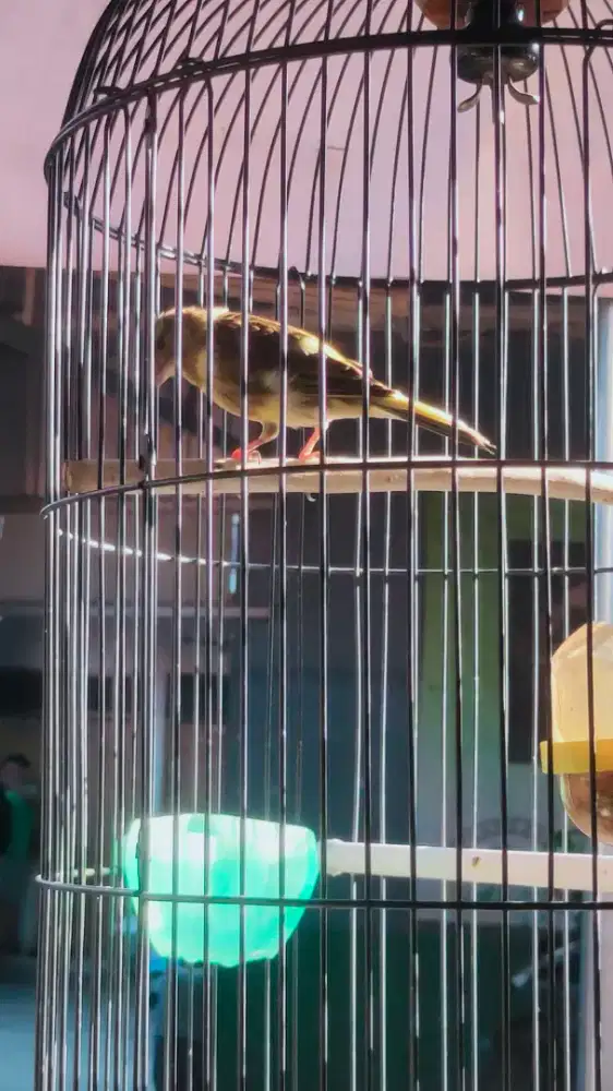 Burung Kenari plus kandang