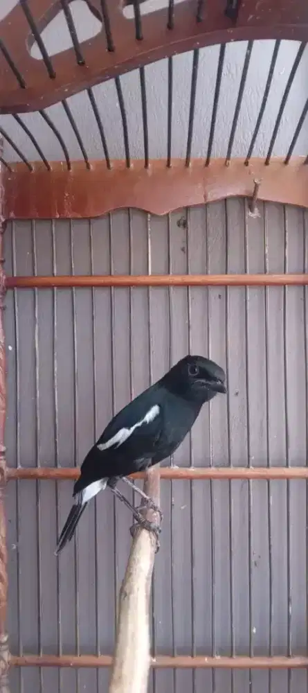 burung decu/kacer mini suara ga kalah sama kacer