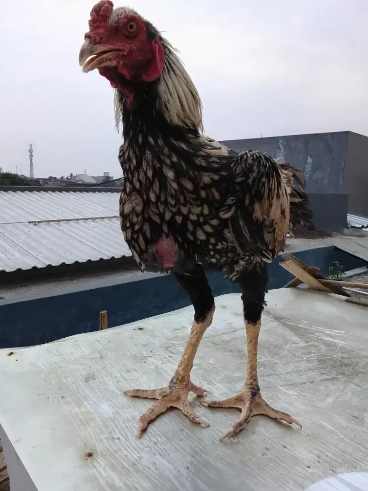 Ayam  bangkok wangkas/ jalak batik