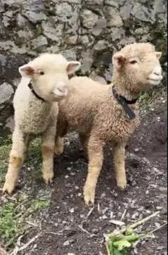 3 ekor cempe bibit anakan domba merino 4 bln 1 jantan 2 betina rawatan