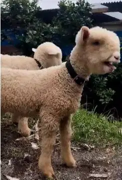 3 ekor anakan cempe bibit domba merino 4 bulanan 1 jantan 2 betina top