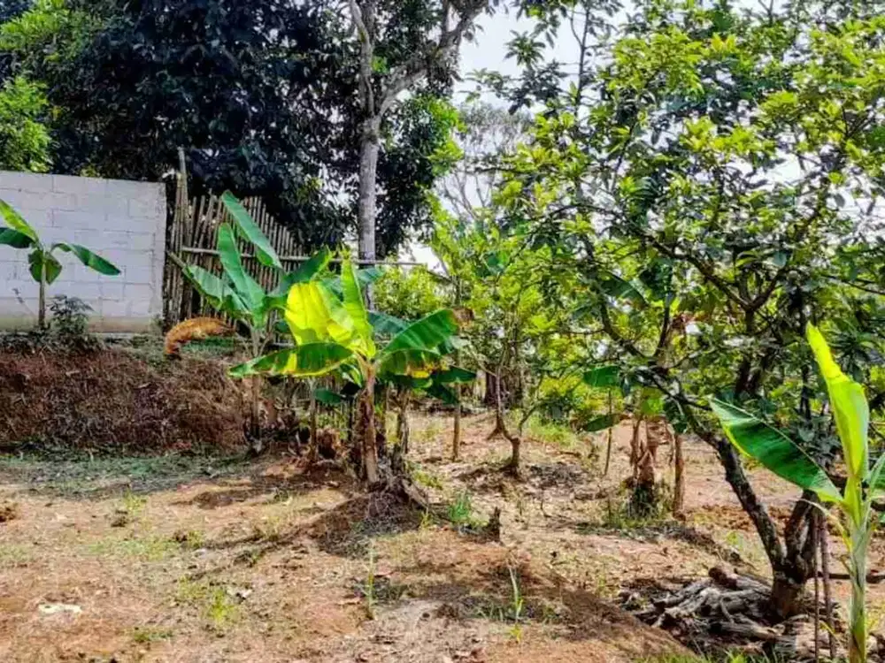 Tanah Kebun Buah, Bonus Rumah dan Kolam Ikan di Bogor
