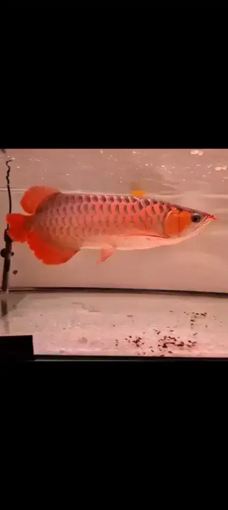 Arwana Super Red