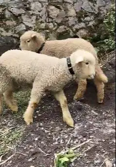 3 ekor cempe anakan bibit domba merino 4 bln 1 jantan 2 betina superan