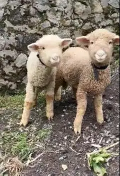 3 ekor cempe anakan bibit domba merino 4 bln 1 jantan 2 betina superan