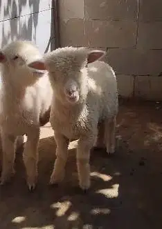 3 ekor bibit cempe anakan domba merino 4 bln 1 jantan 2 betina superan