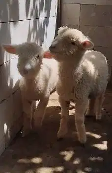 3 ekor bibit cempe anakan domba merino 4 bln 1 jantan 2 betina superan