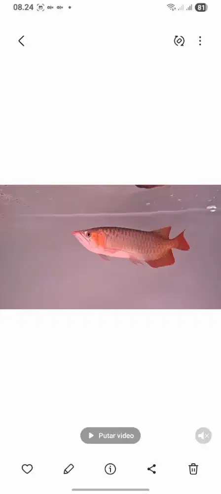 Ikan Arwana Super Red