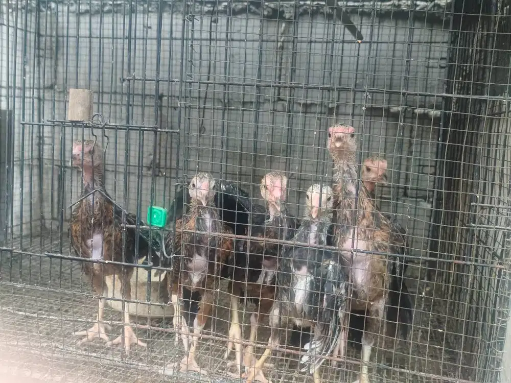 Jual Anakan Ayam Shamo