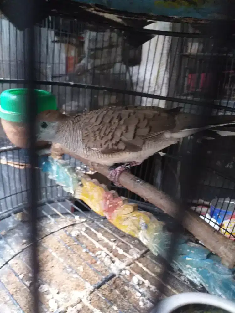 Perkutut bangkok suara klaw kuk kuk kung