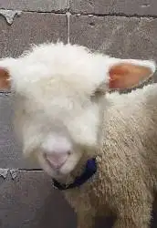 3 ekor cempe bibit anakan domba merino superan 1 jantan 2 betina 4 bln