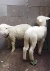 3 ekor cempe bibit anakan domba merino superan 1 jantan 2 betina 4 bln