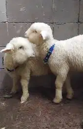 3 ekor cempe bibit anakan domba merino superan 1 jantan 2 betina 4 bln