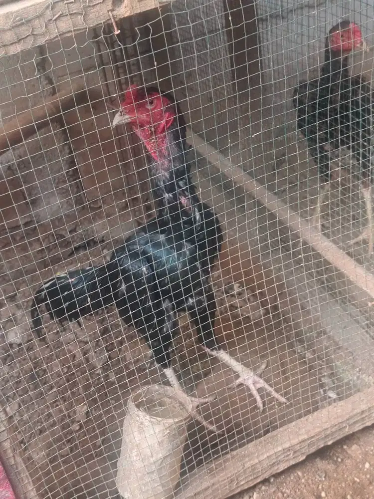 Jual anak ayam shamo ori