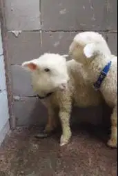 3 ekor cempe anakan bibit domba merino superan 1 jantan 2 betina 4 bln