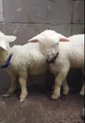 3 ekor cempe anakan bibit domba merino superan 1 jantan 2 betina 4 bln