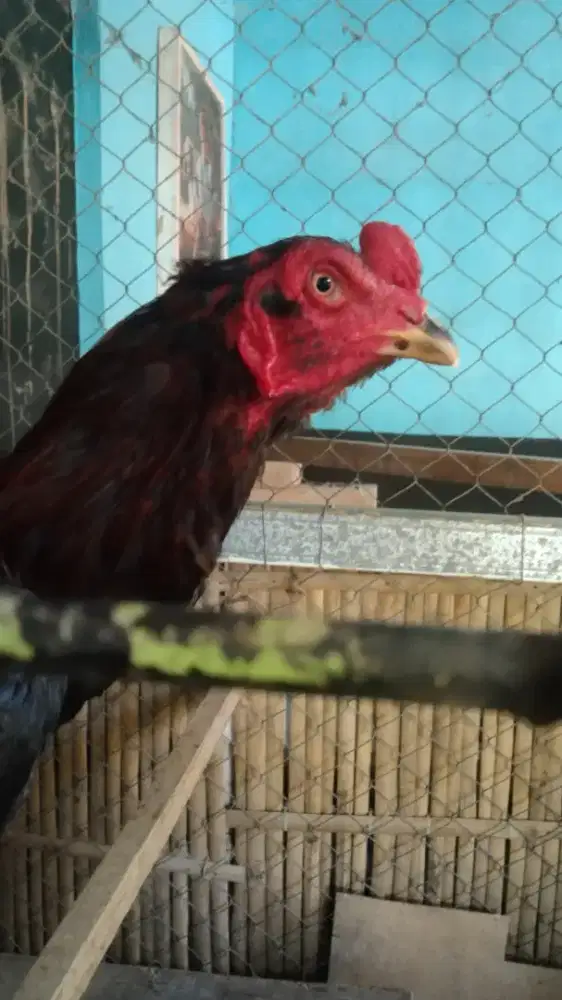 Ayam jago pakhoy