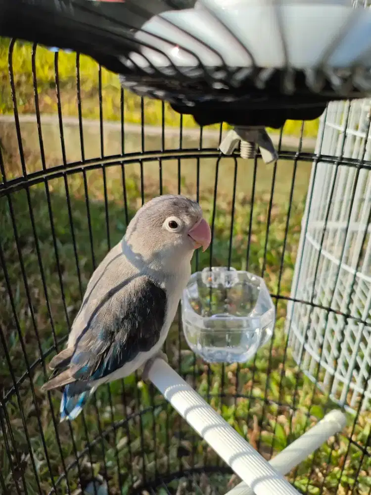 Lovebird Euwing Blue dewasa love bird biola