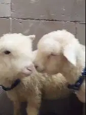 3 ekor cempe anakan domba merino superan 4 bln 1 jantan 2 betina puas