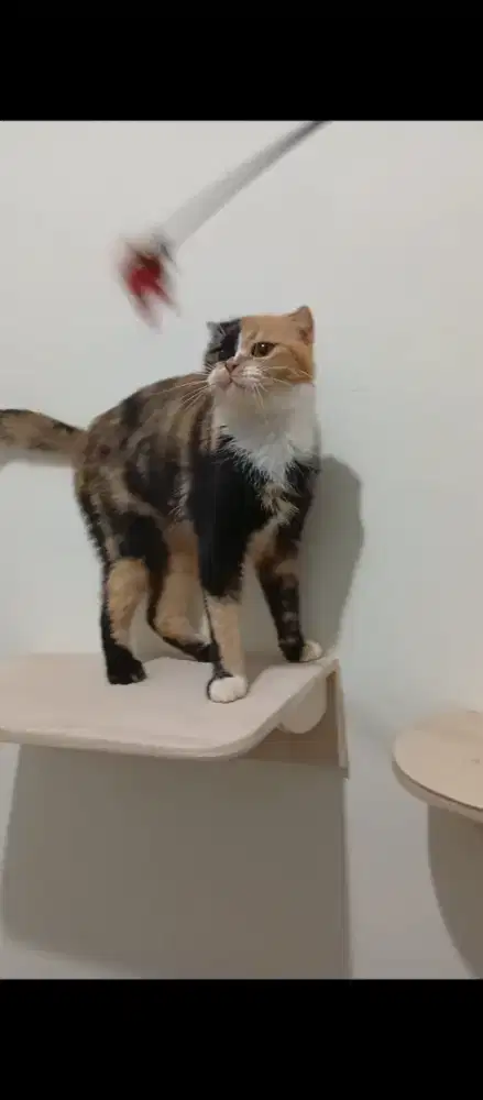 Sf calico betina scotish fold british shorthair