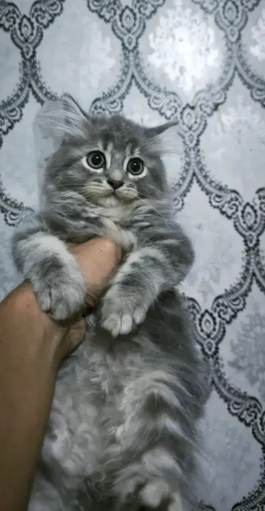 kucing kitten persia