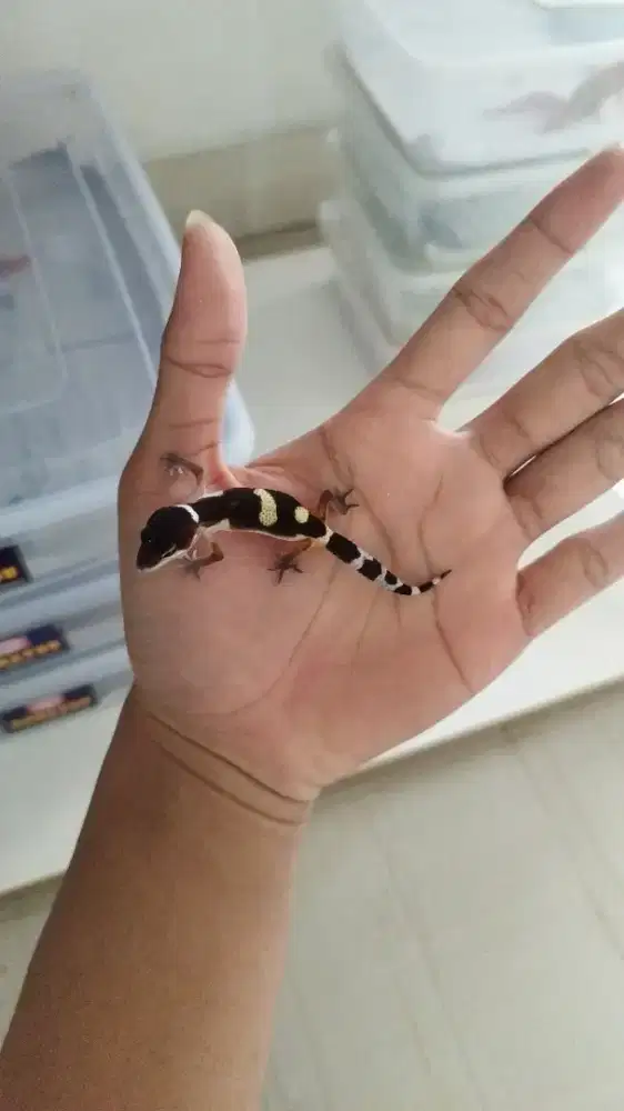 Baby gecko black night
