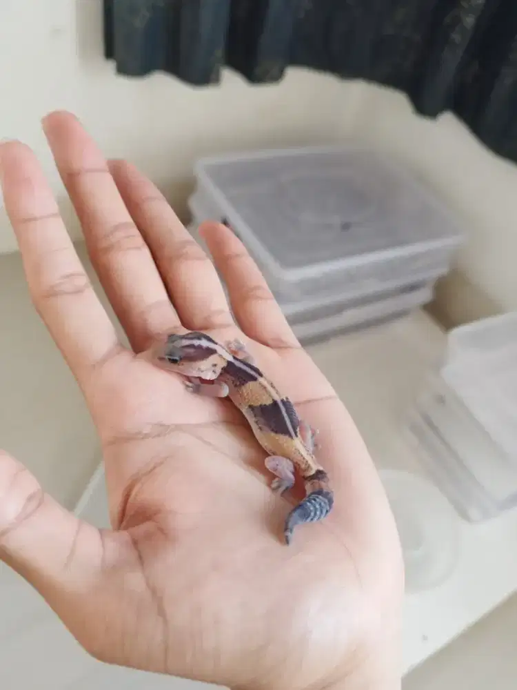 AFT (african fat tail) female